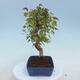Venkovní bonsai - Javor Buergerianum - Javor Burgerův - 2/4