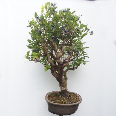 Venkovní bonsai - kanadská borůvka - Vaccinium corymbosum - 2