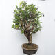 Venkovní bonsai - kanadská borůvka - Vaccinium corymbosum - 2/5