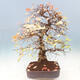 Venkovní bonsai -Carpinus Coreana - Habr korejský - 2/4
