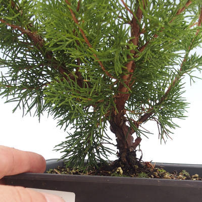 Venkovní bonsai - Juniperus chinensis Itoigawa-Jalovec čínský VB2019-261011 - 2