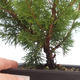 Venkovní bonsai - Juniperus chinensis Itoigawa-Jalovec čínský VB2019-261011 - 2/2