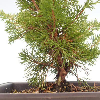 Venkovní bonsai - Juniperus chinensis Itoigawa-Jalovec čínský VB2019-261013 - 2