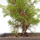 Venkovní bonsai - Juniperus chinensis Itoigawa-Jalovec čínský VB2019-261013 - 2/2