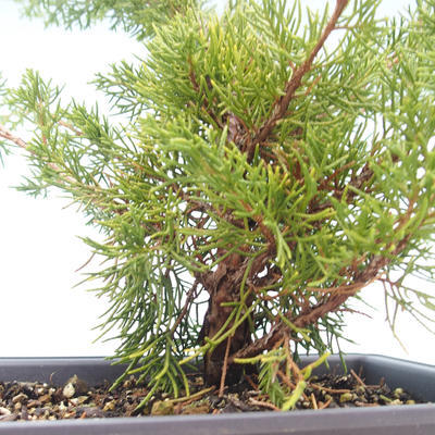 Venkovní bonsai - Juniperus chinensis Itoigawa-Jalovec čínský VB2019-261014 - 2