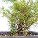 Venkovní bonsai - Juniperus chinensis Itoigawa-Jalovec čínský VB2019-261014 - 2/2
