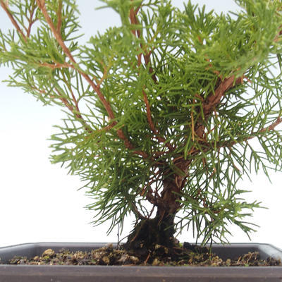 Venkovní bonsai - Juniperus chinensis Itoigawa-Jalovec čínský VB2019-261015 - 2