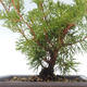 Venkovní bonsai - Juniperus chinensis Itoigawa-Jalovec čínský VB2019-261015 - 2/2