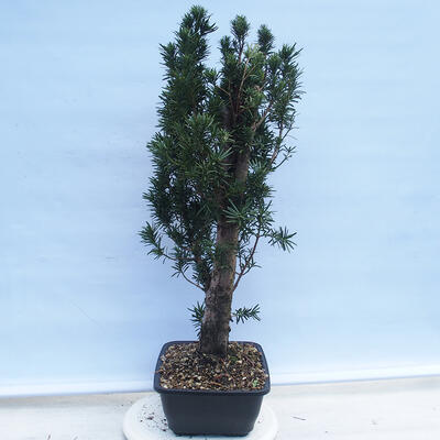 Venkovní bonsai - Taxus cuspidata  - Tis japonský - 2