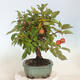 Venkovní bonsai -Malus halliana - Maloplodá jabloň - 2/5