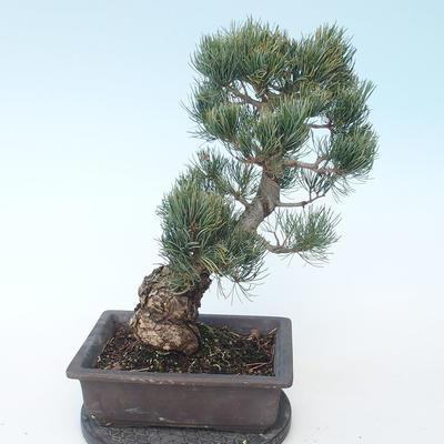 Pinus parviflora - borovice drobnokvětá VB2020-127 - 2