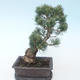 Pinus parviflora - borovice drobnokvětá VB2020-127 - 2/3