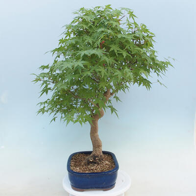 Acer palmatum  - Javor dlanitolistý - 2