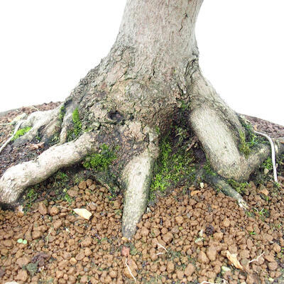 Venkovní bonsai - Javor Francouzský - Acer Nonspessulanum - 2