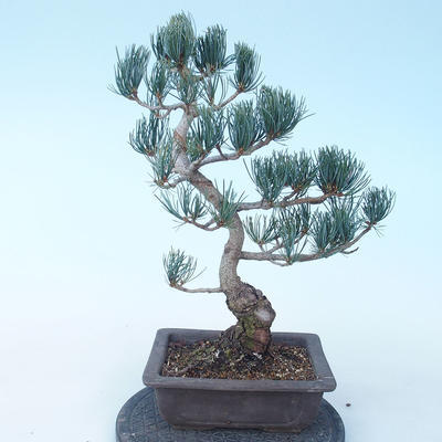 Pinus parviflora - borovice drobnokvětá VB2020-137 - 2