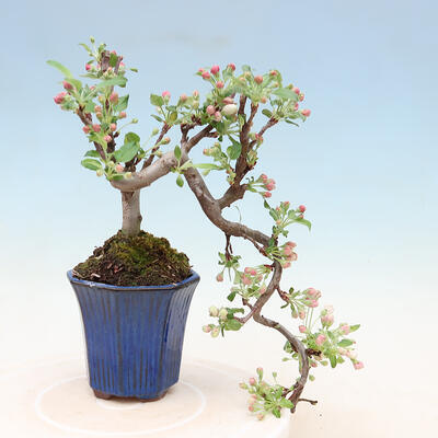 Keramická bonsai miska 9 x 9 x 8,5 cm, barva modrá - 2