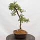 Venkovní bonsai - Hloh - Crataegus monogyna - 2/5
