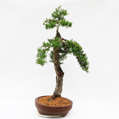 Venkovní bonsai -Larix decidua - Modřín opadavý  - Pouze paletová přeprava - 2