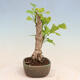 Venkovní bonsai - Jinan dvoulaločný - Ginkgo biloba - 2/4