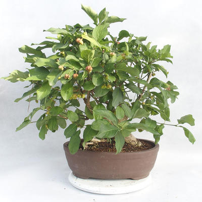 Venkovní bonsai- Brslen evropský - euonimus - 2