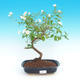 Pokojová bonsai - Solanum rantonnetii - Hořcový stromek - 2/2
