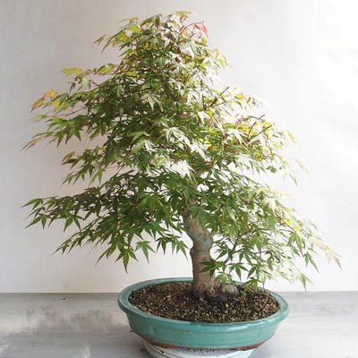 Acer palmatum - Javor dlanitolistý - 2