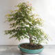 Acer palmatum - Javor dlanitolistý - 2/5