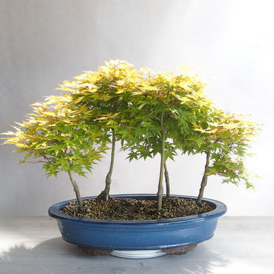 Acer palmatum Aureum - Javor dlanitolistý zlatý  lesík - 2