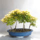 Acer palmatum Aureum - Javor dlanitolistý zlatý  lesík - 2/3