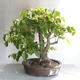 Venkovní bonsai - Lípa srdčitá - Tilia cordata - 2/5