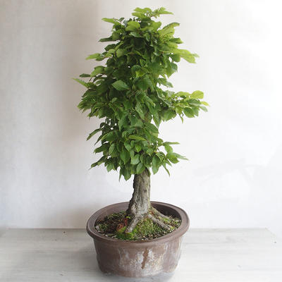 Venkovní bonsai - Habr obecný - Carpinus betulus - 2