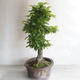 Venkovní bonsai - Habr obecný - Carpinus betulus - 2/5