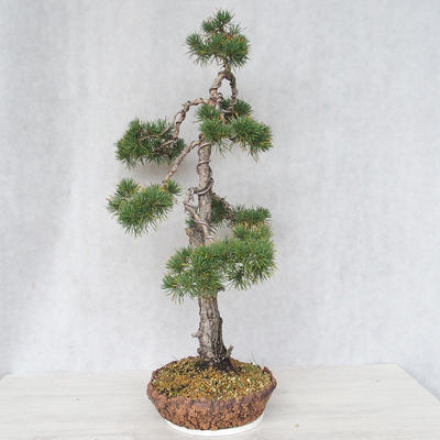 Venkovní bonsai - Pinus Sylvestris - Borovice lesní - 2