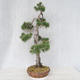 Venkovní bonsai - Pinus Sylvestris - Borovice lesní - 2/5