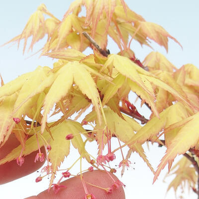 Venkovní bonsai - Acer pal. Sango Kaku - Javor dlanitolistý - 2