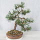 Venkovní bonsai - Pinus Mugo - Borovice kleč - 2/4