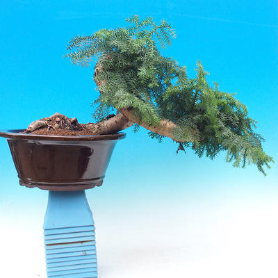 Pokojová bonsai -Araukarie - pokojový smrček - 2