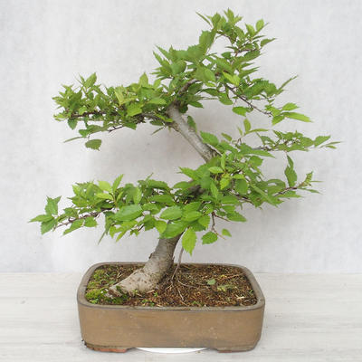 Venkovní bonsai-Ulmus Glabra-Jílm tuhý - 2