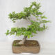 Venkovní bonsai-Ulmus Glabra-Jílm tuhý - 2/4