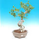 Pokojová bonsai -Hibiscus- malokvětý ibišek - 2/3