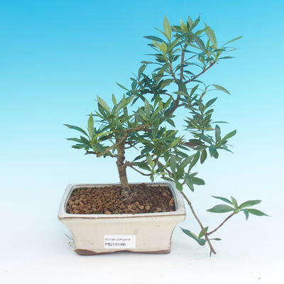 Pokojová bonsai - Gardenia jasminoides-Gardenie - 2