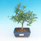 Pokojová bonsai - Gardenia jasminoides-Gardenie - 2/2