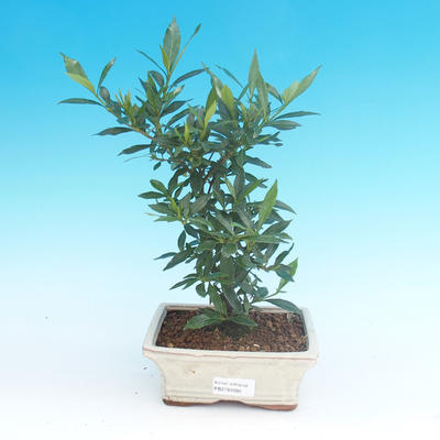 Pokojová bonsai - Gardenia jasminoides-Gardenie - 2
