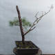 Yamadori - Pinus sylvestris - borovice lesní - 2/6