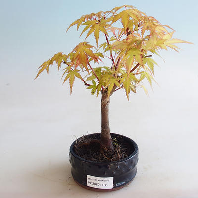 Venkovní bonsai - Javor dlanitolistý - Acer palmatum Orange - 2