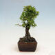 Venkovní bonsai - Zelkova - Zelkova NIRE - 2/4