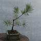 Yamadori - Pinus sylvestris - borovice lesní - 2/4