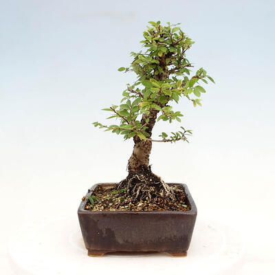 Venkovní bonsai - Zelkova - Zelkova NIRE - 2
