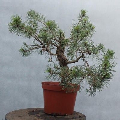 Yamadori - Pinus sylvestris - borovice lesní - 2