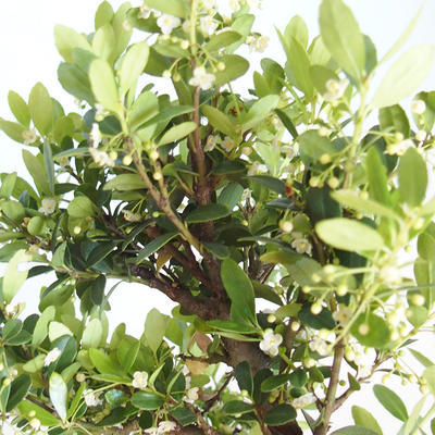 Pokojová bonsai - Ilex crenata - Cesmína PB2201158 - 2